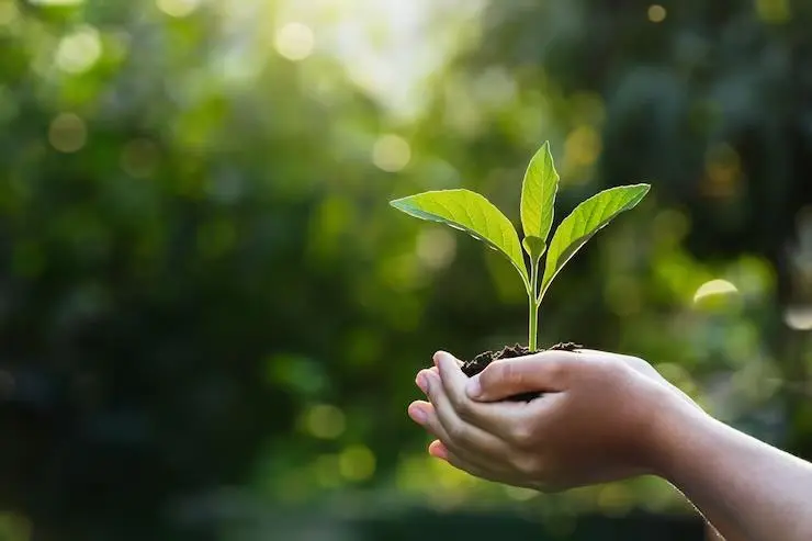 A hand holding a plant representing sustainanbility